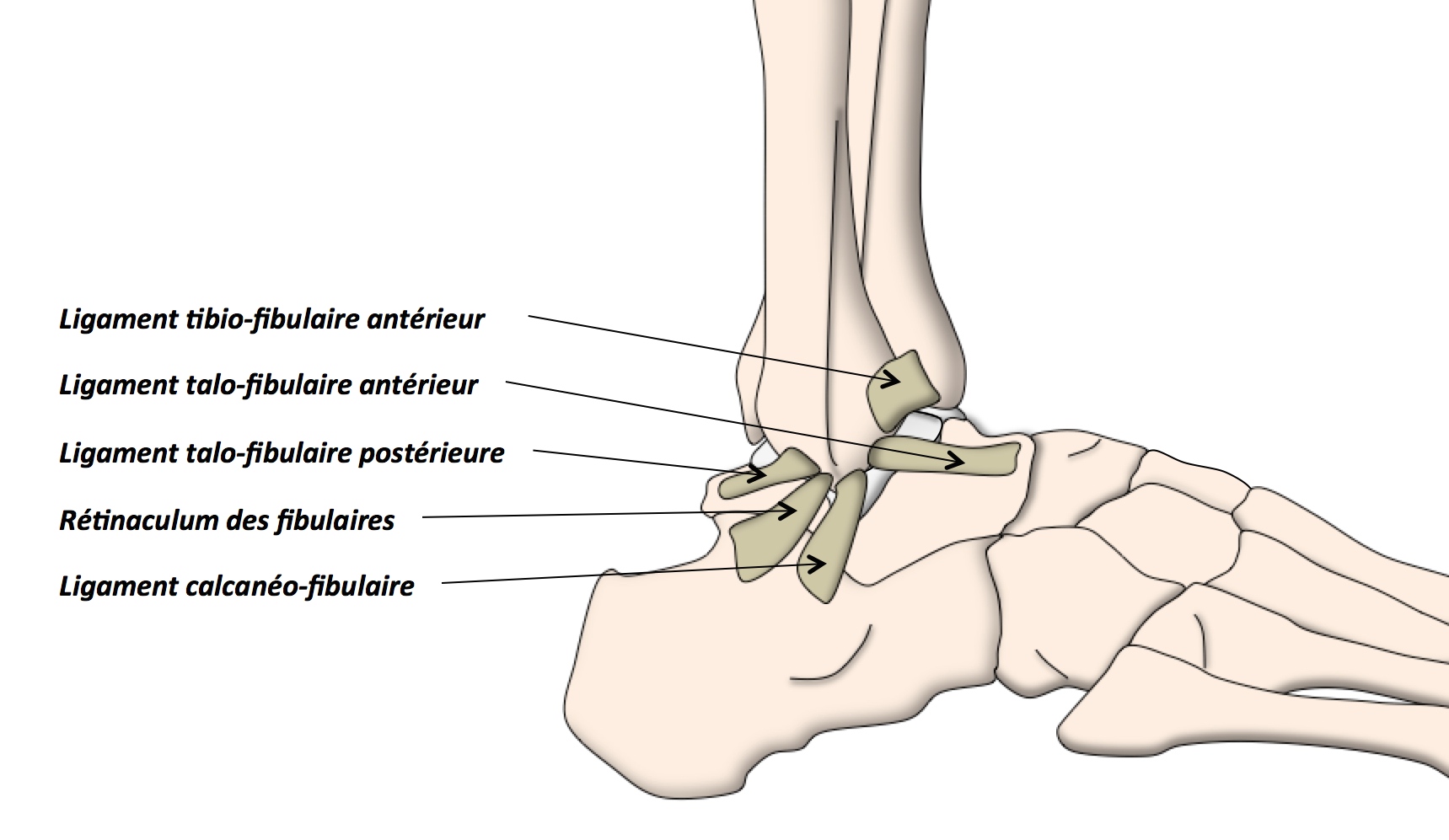 Anatomie De La Cheville Et Du Pied Clinique Ost o Articulaire Des 